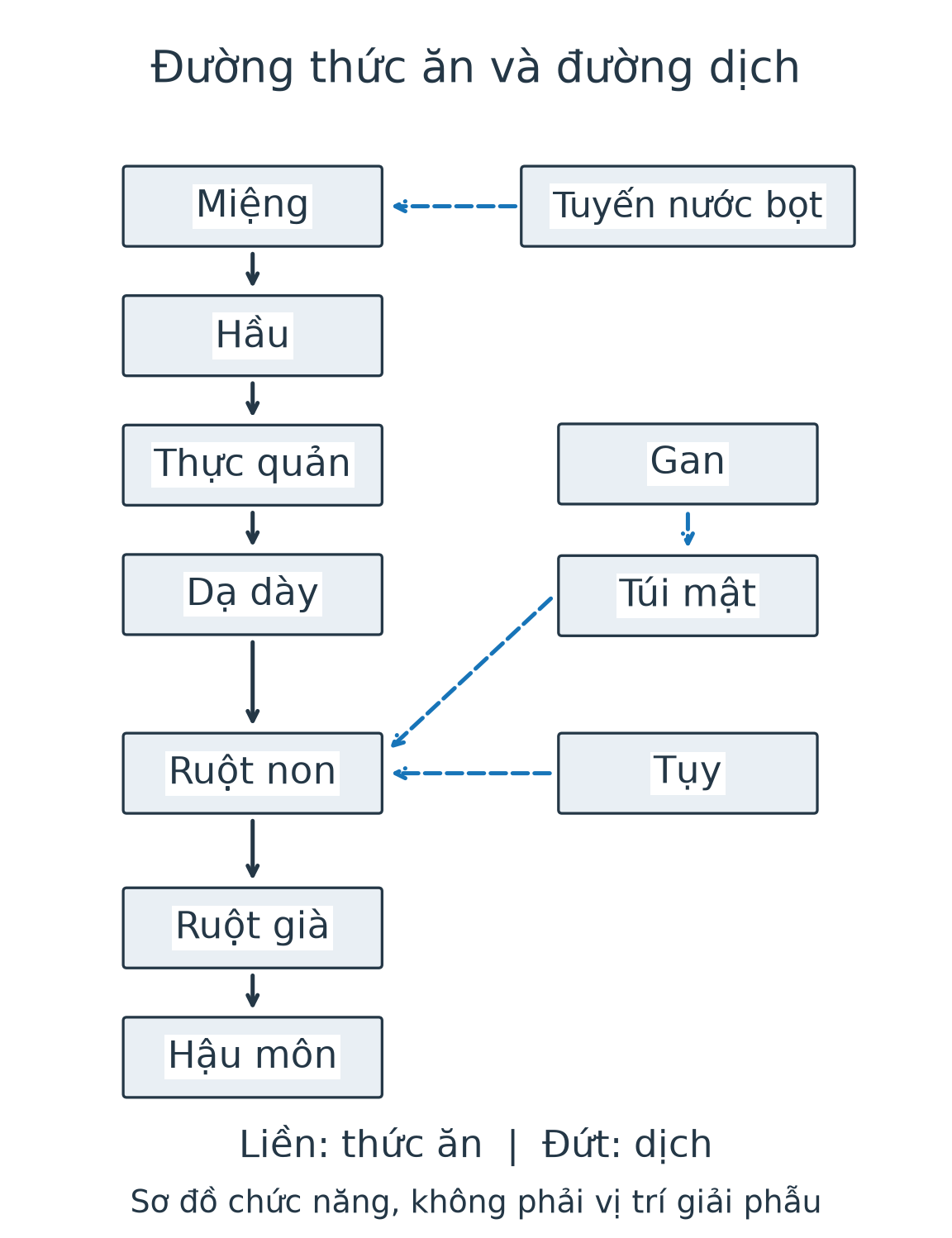 Chuỗi miệng, hầu, thực quản, dạ dày, ruột non, ruột già, hậu môn; nhánh tuyến nước bọt tới miệng, gan qua túi mật tới ruột non, tụy tới ruột non chỉ đường dịch, không phải thức ăn.