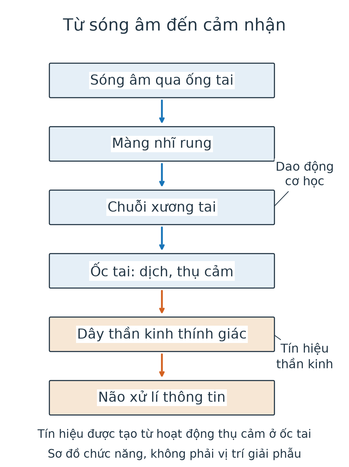 Chuỗi sóng âm qua ống tai đến màng nhĩ, xương tai, dịch và thụ cảm ốc tai, sau đó tín hiệu thần kinh qua dây tới não; nhãn phân biệt hai dạng truyền.