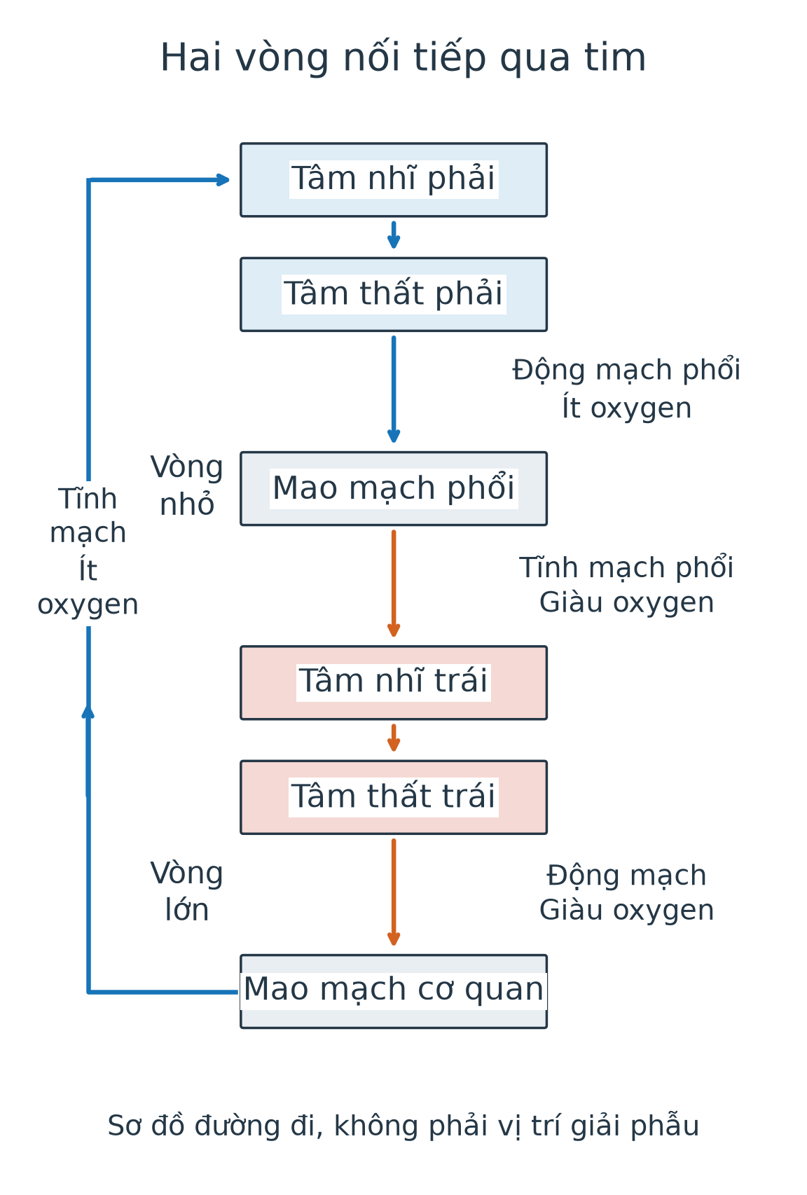 Chuỗi kín: tâm nhĩ phải xuống thất phải, tới mao mạch phổi rồi về nhĩ trái, xuống thất trái, tới mao mạch cơ quan rồi về nhĩ phải. Nhãn động mạch, tĩnh mạch chỉ đúng đường rời và trở về tim.