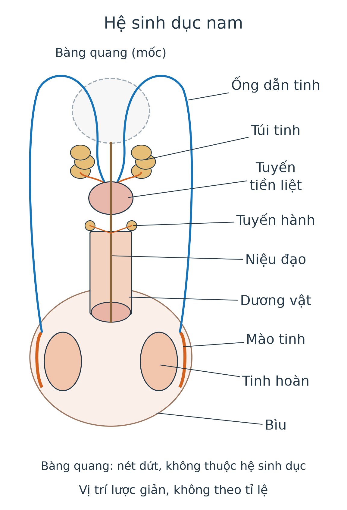 Sơ đồ hệ sinh dục nam: tinh hoàn trong bìu, mào tinh sát tinh hoàn, ống dẫn tinh đi lên tới đường phóng tinh; túi tinh và tuyến tiền liệt tiết dịch, niệu đạo chạy qua dương vật. Bàng quang vẽ nét đứt làm mốc.