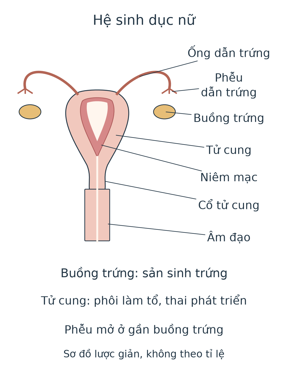 Sơ đồ có hai buồng trứng nằm gần phần phễu mở của hai ống dẫn trứng, hai ống dẫn vào tử cung; phía dưới tử cung là cổ tử cung và âm đạo. Khoảng nhỏ giữa buồng trứng và phễu cho thấy không phải một ống kín liên tục.