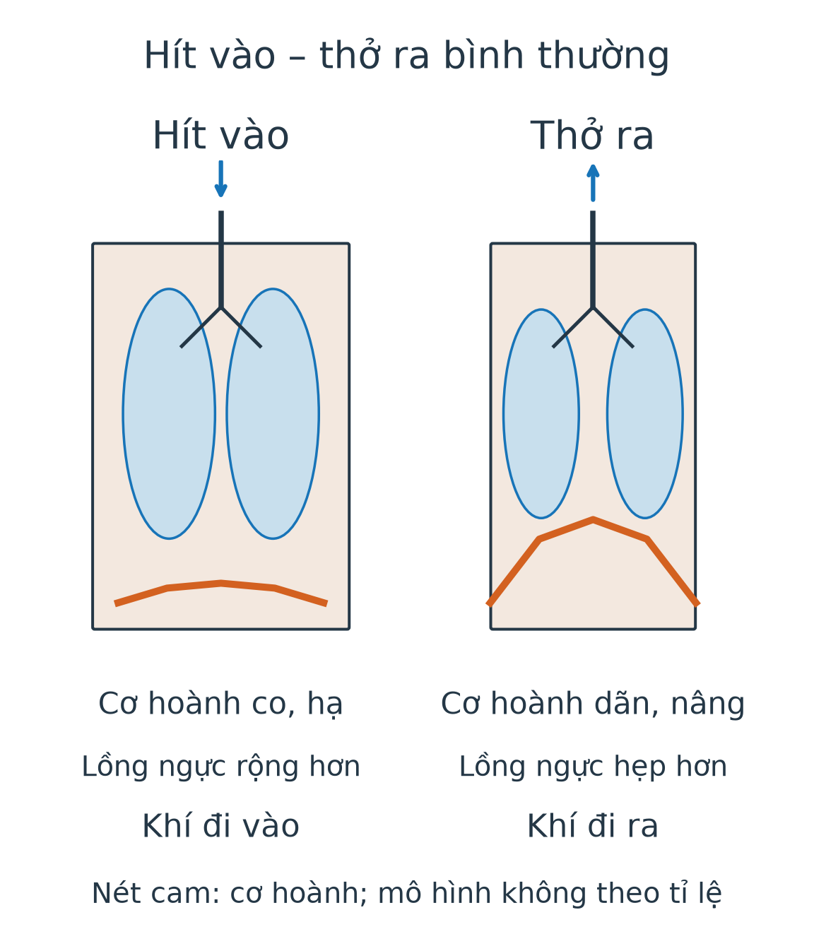 Hai mô hình lồng ngực: hít vào cơ hoành hạ xuống, lồng ngực rộng hơn và khí đi vào; thở ra cơ hoành nâng lên, lồng ngực hẹp hơn và khí đi ra.