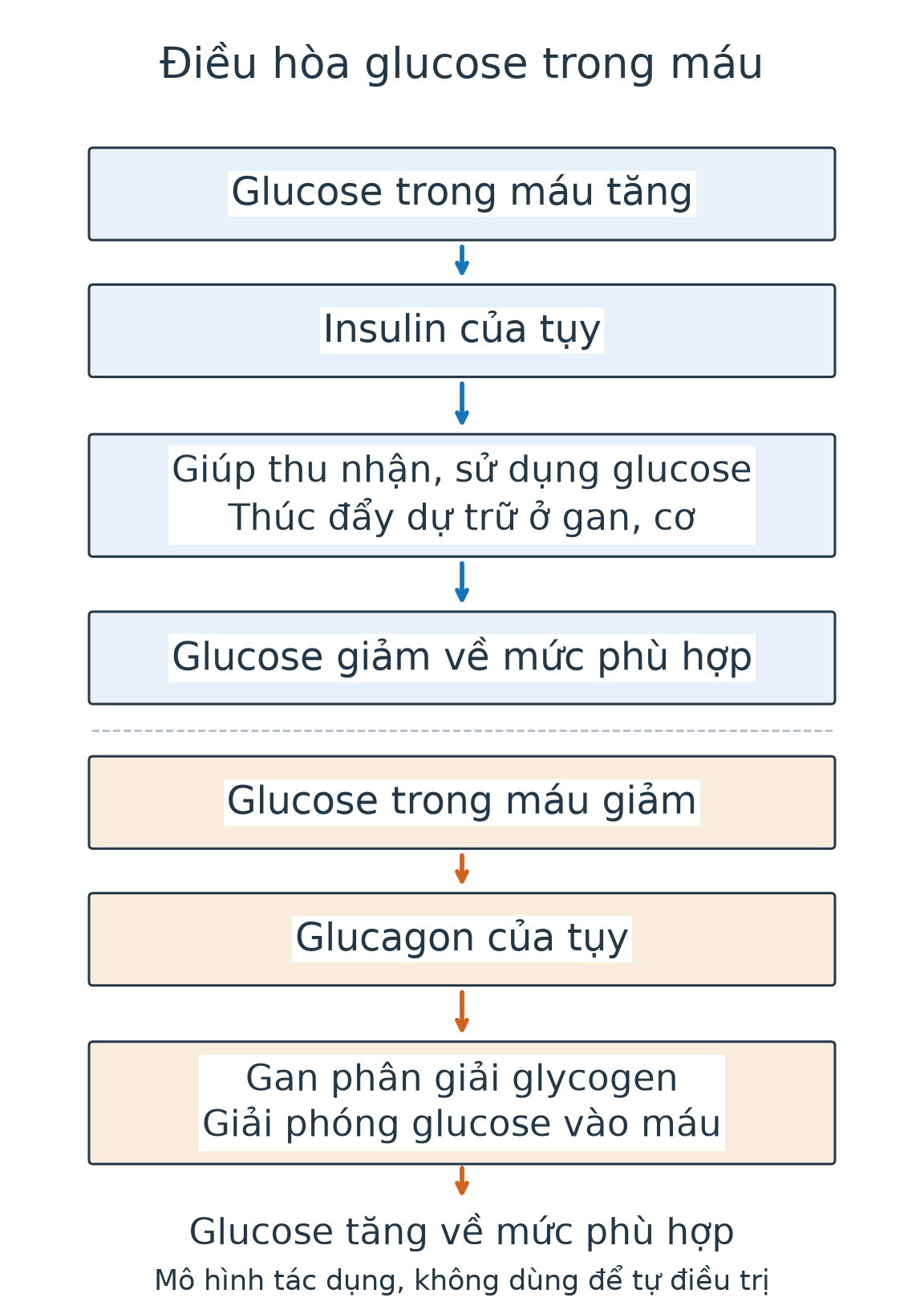 Hai nhánh: glucose trong máu tăng dẫn tới insulin giúp thu nhận và dự trữ glucose, làm đường huyết giảm về mức phù hợp; glucose giảm dẫn tới glucagon kích thích gan giải phóng glucose, làm đường huyết tăng về mức phù hợp.