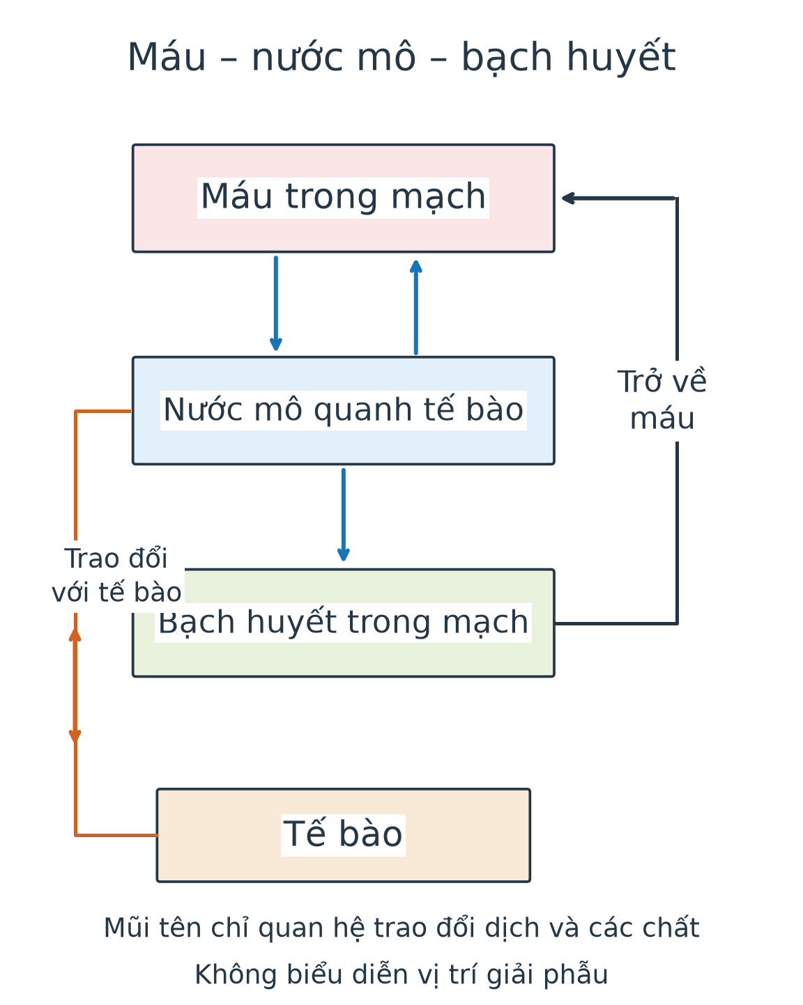 Sơ đồ máu trong mạch trao đổi dịch với nước mô quanh tế bào; dịch từ nước mô vào mạch bạch huyết rồi trở về máu. Mũi tên trao đổi giữa nước mô và tế bào có hai chiều.