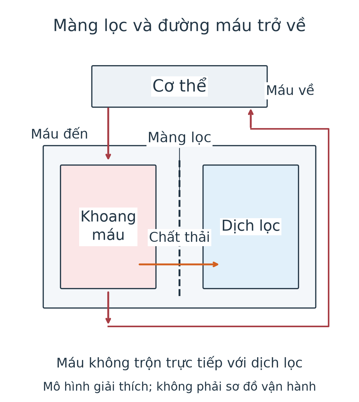 Máu từ cơ thể đi vào khoang máu của bộ lọc rồi trở về cơ thể. Màng ngăn khoang máu với dịch lọc; mũi tên chất thải đi từ máu sang dịch lọc.
