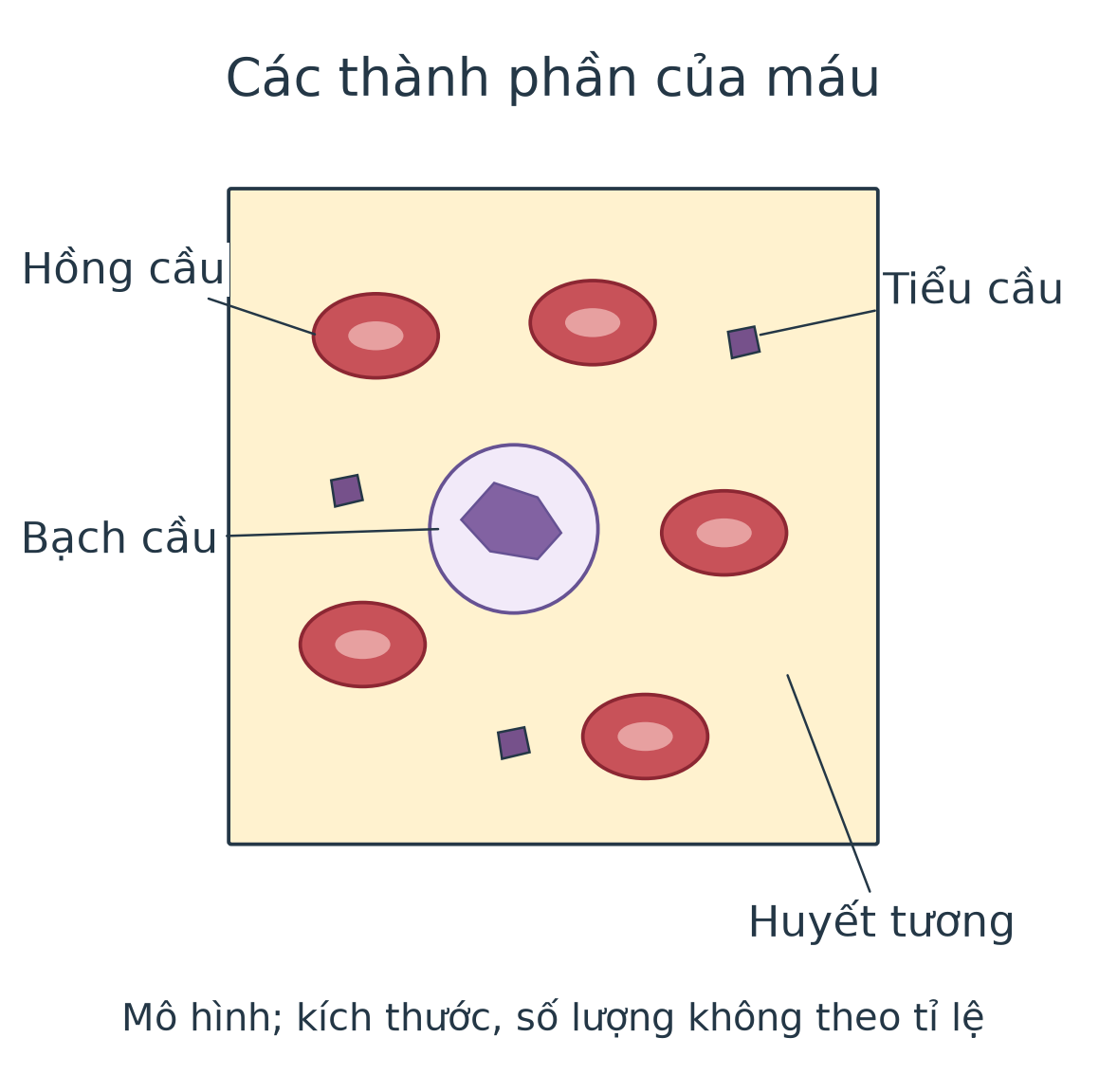 Mô hình mẫu máu: nền huyết tương, các hồng cầu hình đĩa, một bạch cầu có nhân và những mảnh tiểu cầu nhỏ; nhãn chỉ đúng từng loại.