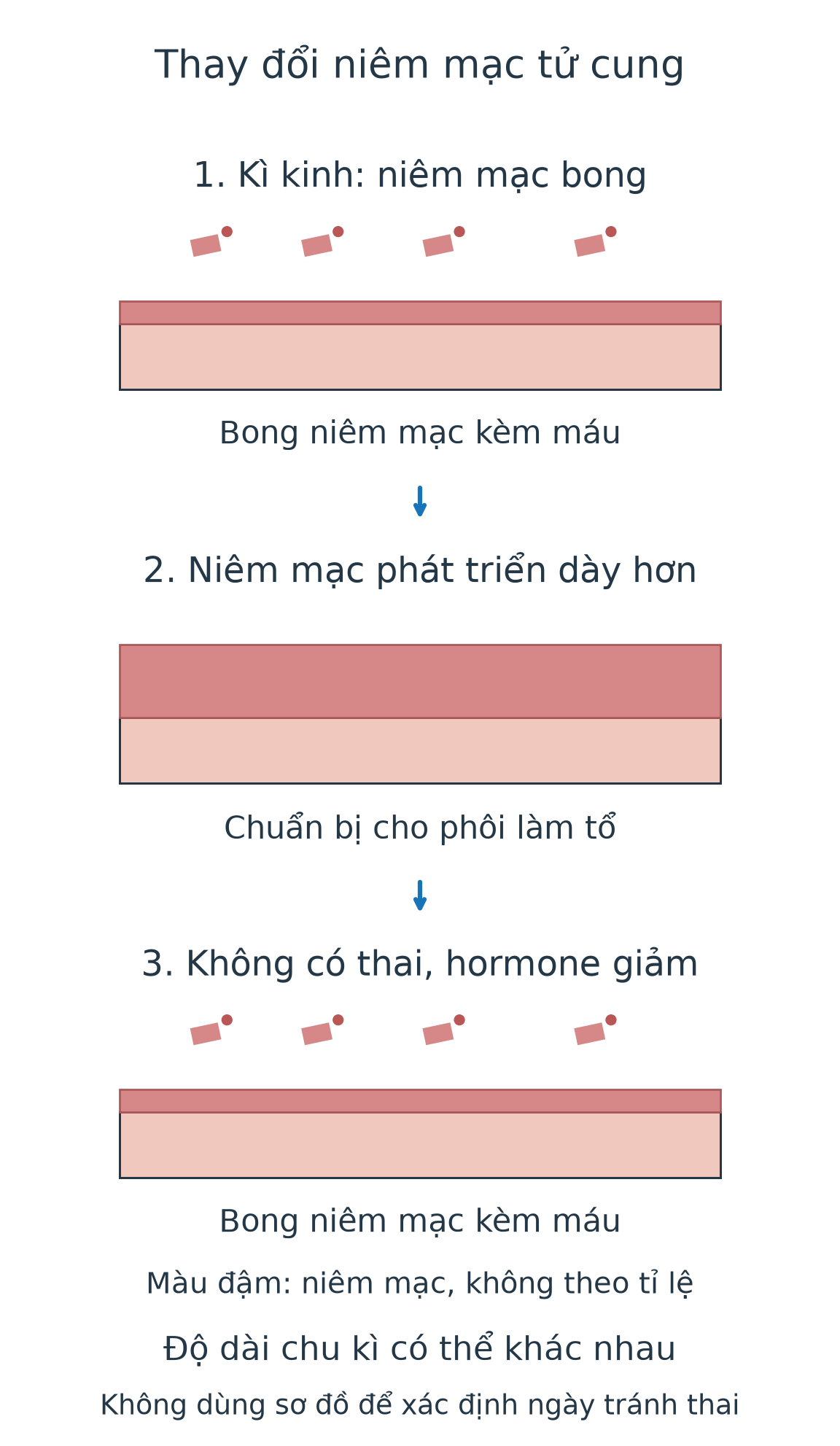 Ba hình lược giản: niêm mạc bong kèm máu trong kì kinh, niêm mạc phát triển dày hơn trong chu kì, rồi khi không có thai và hormone giảm, niêm mạc lại bong. Không có ngày rụng trứng cố định cho mọi người.