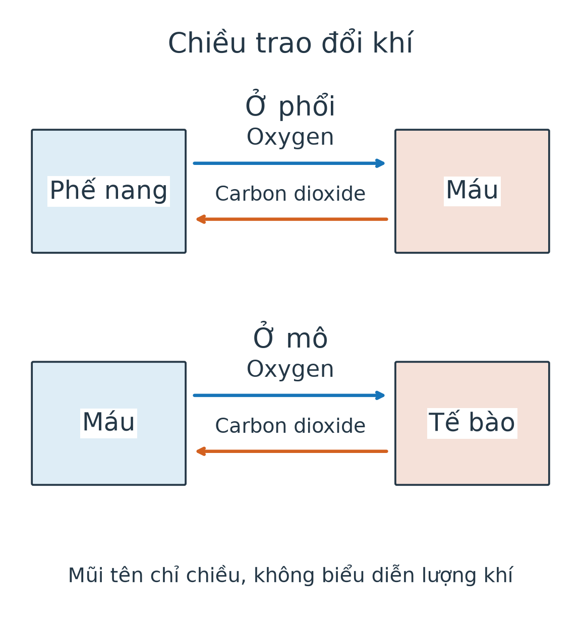 Hai hàng: tại phổi oxygen từ phế nang đến máu, carbon dioxide từ máu đến phế nang; tại mô oxygen từ máu đến tế bào, carbon dioxide từ tế bào đến máu.
