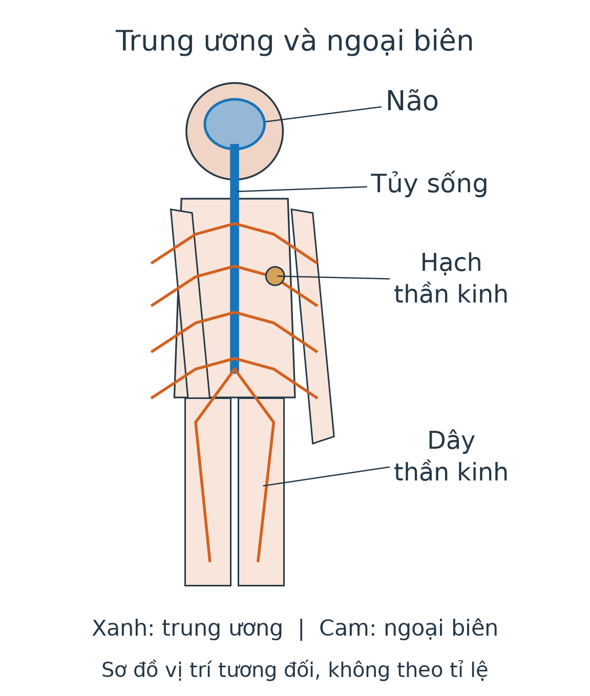 Hình cơ thể lược giản có não trong đầu, tủy sống chạy dọc phần thân, các dây thần kinh phân nhánh và một hạch trên đường dây ở ngoài trung ương.