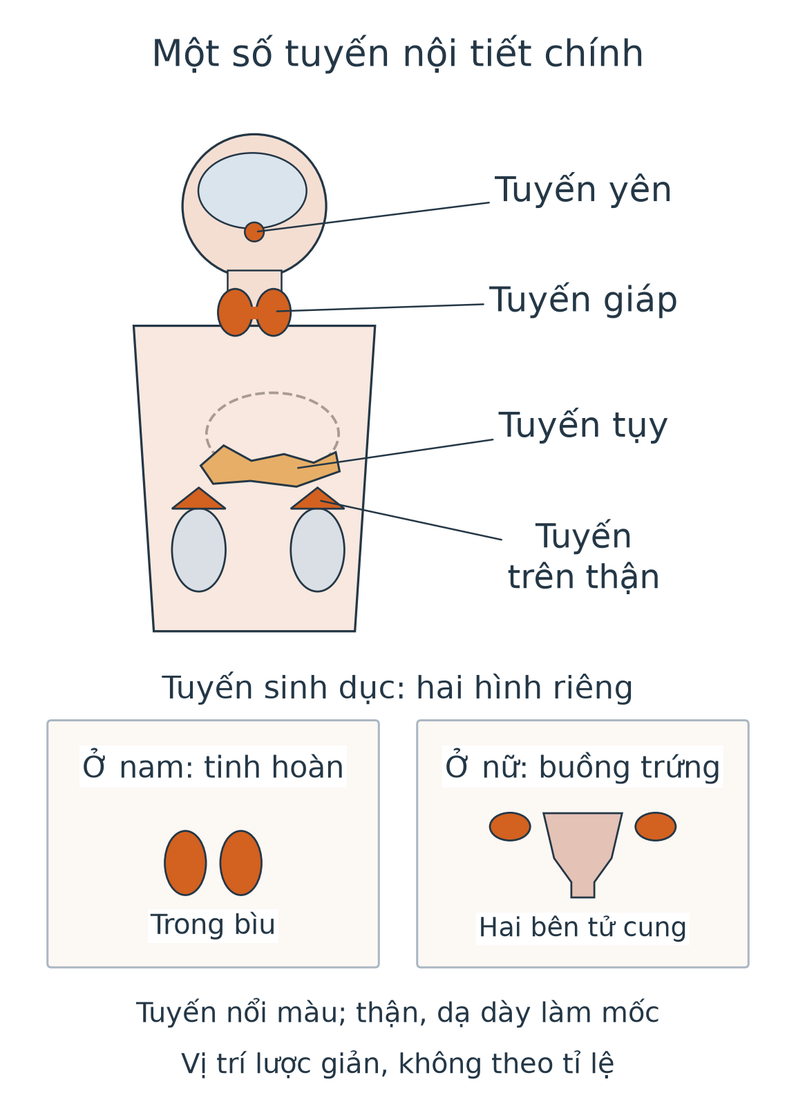 Sơ đồ vị trí tương đối của tuyến yên dưới não, tuyến giáp ở cổ, tụy trong bụng phía sau dạ dày và hai tuyến trên thận; hai hình riêng chỉ tinh hoàn ở nam, buồng trứng ở nữ.