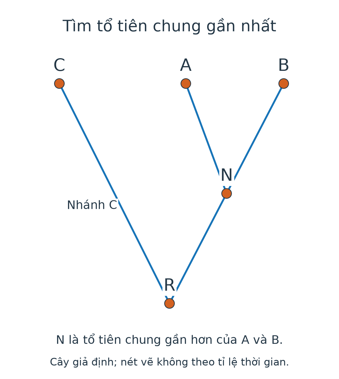 Cây giả định: tổ tiên R phân nhánh thành C và nhánh N; N tiếp tục phân nhánh thành A và B.