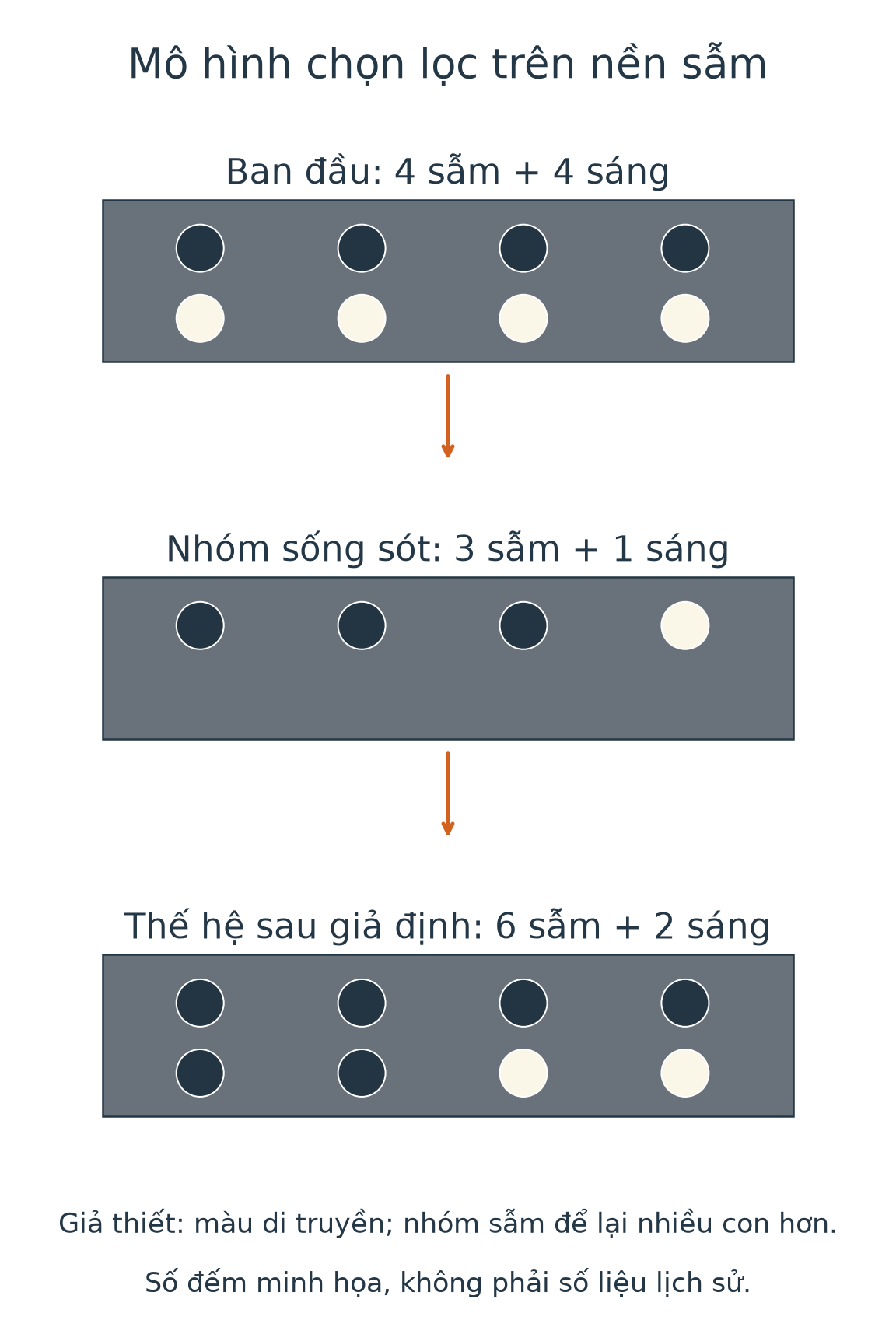 Mô hình minh họa quần thể có hai dạng màu, khác biệt sống sót trên nền sẫm và tỉ lệ ở thế hệ sau.