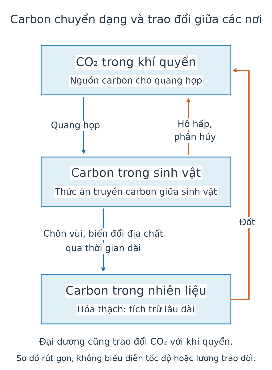 Sơ đồ carbon từ CO₂ qua quang hợp vào sinh vật, trở lại qua hô hấp, phân hủy; một phần tích trữ lâu dài rồi trở lại khí quyển khi đốt.