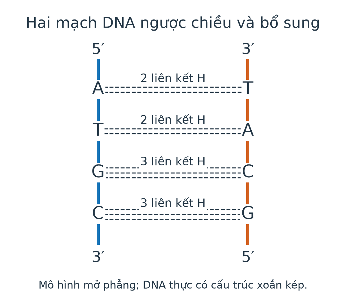 Mô hình mở phẳng hai mạch DNA ngược chiều, A bắt cặp T với hai liên kết H, G bắt cặp C với ba liên kết H.