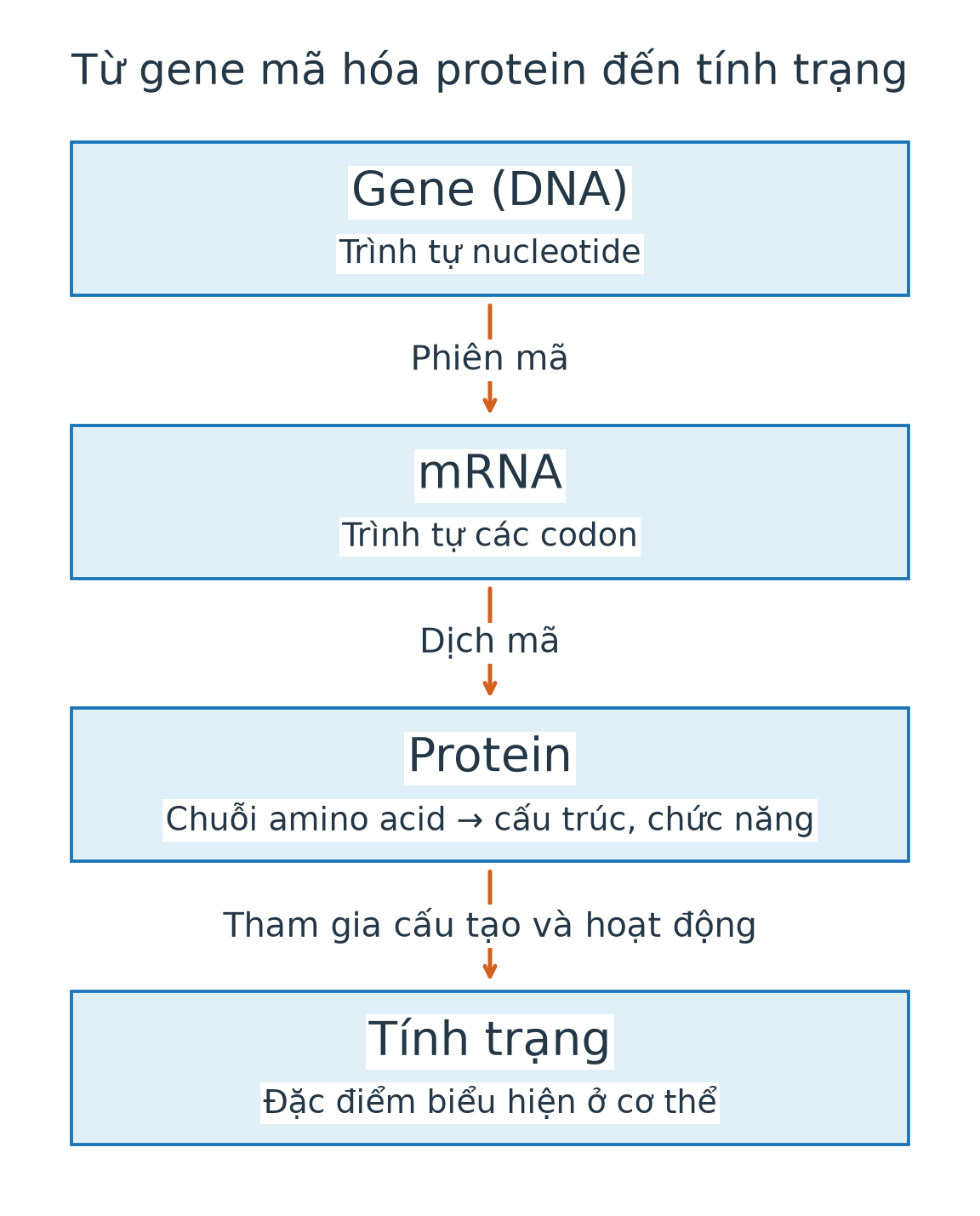 Sơ đồ dọc gene DNA qua phiên mã thành mRNA, qua dịch mã tạo protein, protein tham gia hình thành tính trạng.