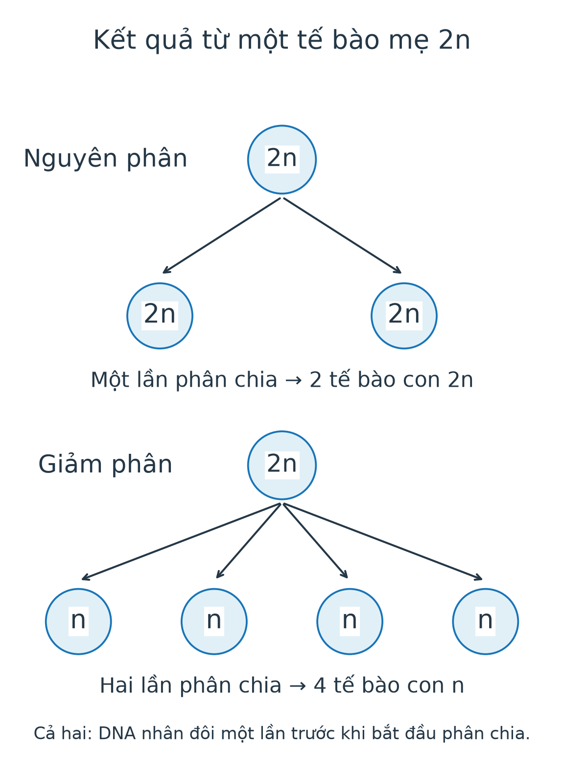 Sơ đồ từ tế bào mẹ2n: nguyên phân tạo hai tế bào2n, giảm phân qua hai lần phân chia tạo bốn tế bào n.