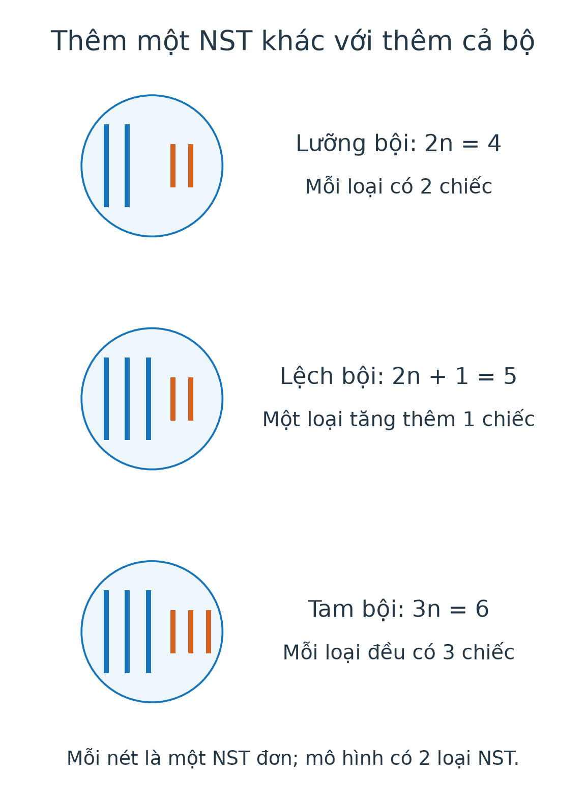 Mô hình loài 2n=4: bình thường bốn chiếc; thể ba năm chiếc; tam bội sáu chiếc với ba chiếc ở mỗi loại.