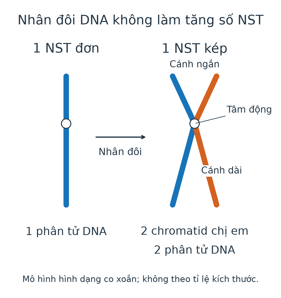 Một NST đơn chứa một DNA chuyển thành một NST kép có hai chromatid chị em và hai DNA; số NST vẫn bằng một.