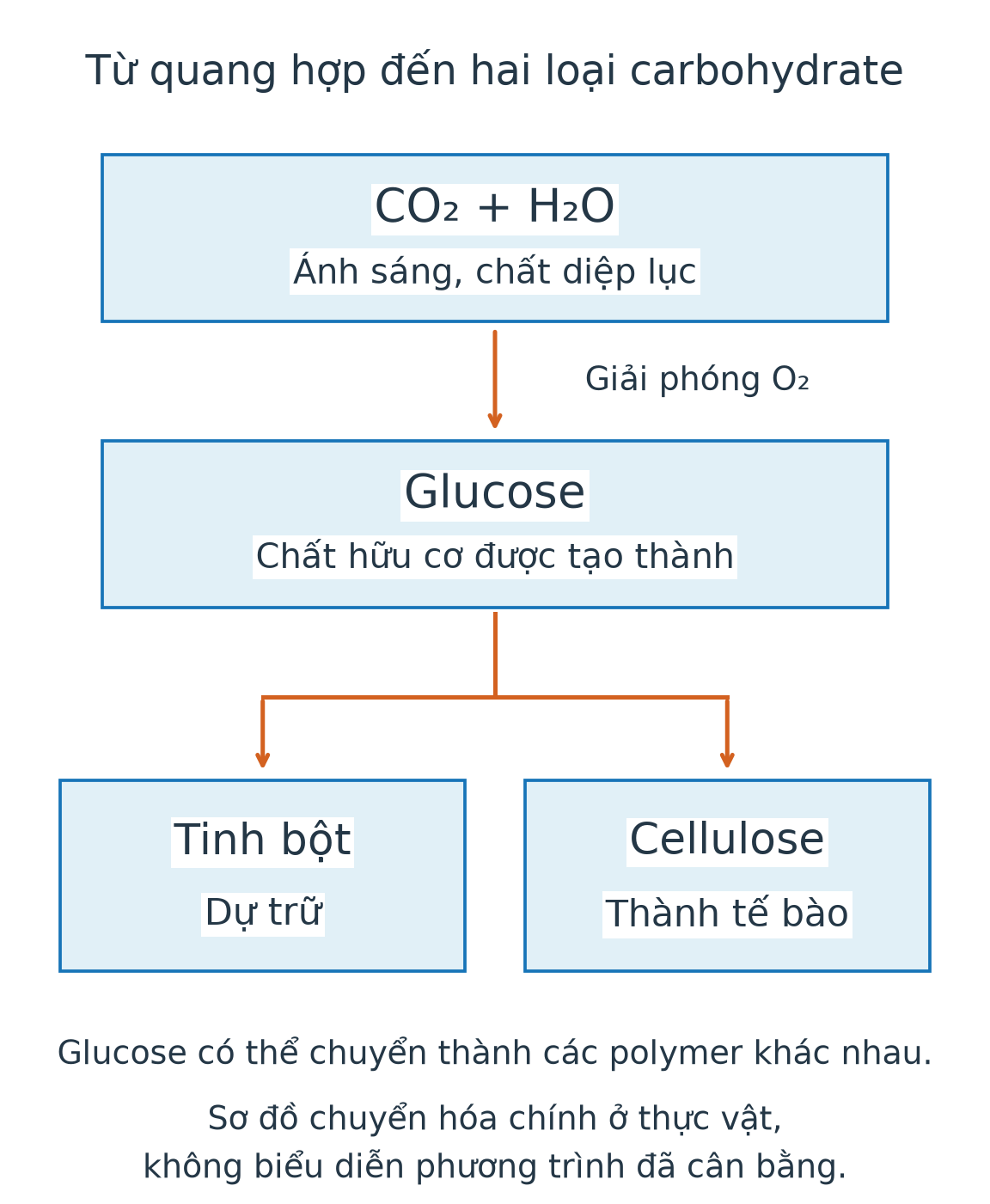 Sơ đồ từ CO₂ và nước qua quang hợp tạo glucose, rồi đến tinh bột dự trữ hoặc cellulose của thành tế bào.