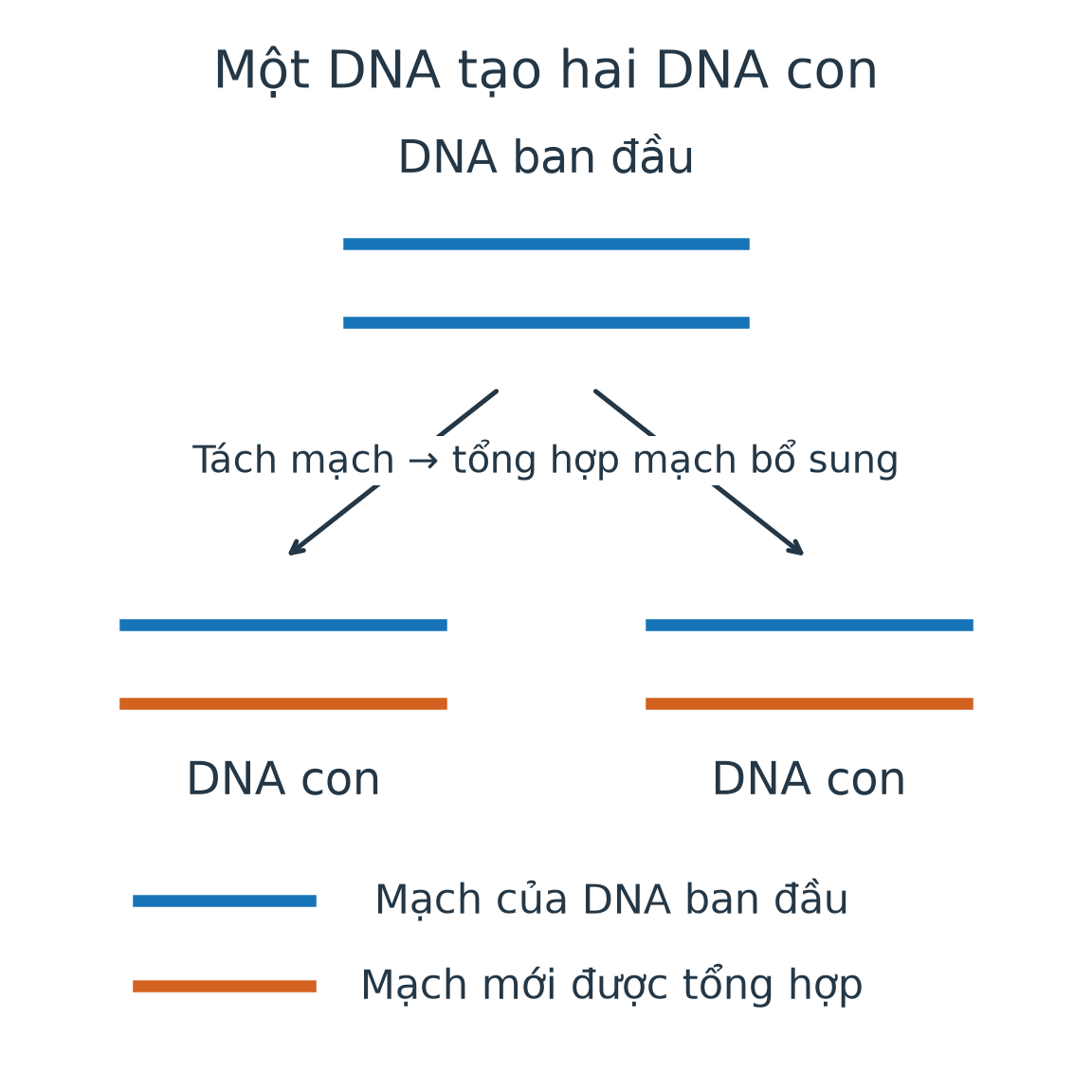 Một DNA có hai mạch cũ màu xanh tạo hai DNA con, mỗi DNA con gồm một mạch xanh cũ và một mạch cam mới.